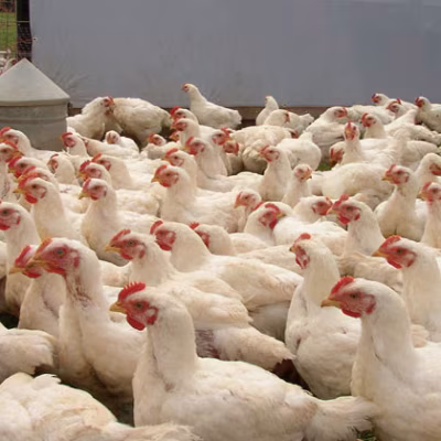 Broiler Chicken (ব্রয়লার মুরগি)