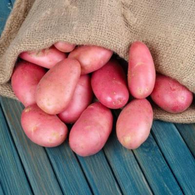 Red Potato (Pakri) (পাকড়ি আলু)