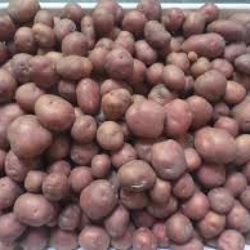 Hagrai Potato (হাগরাই আলু)