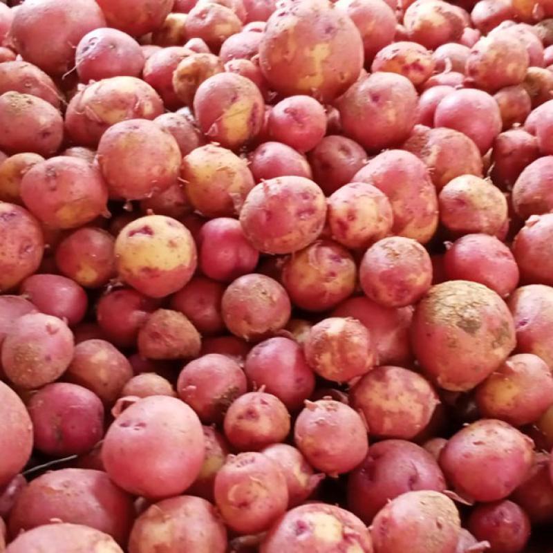 Hagrai Potato (হাগরাই আলু)