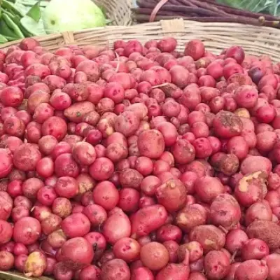 Hagrai Potato (হাগরাই আলু)