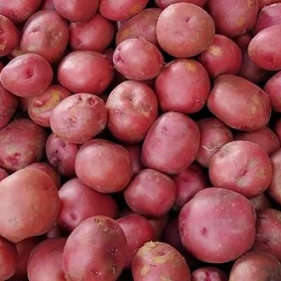 Hagrai Potato (হাগরাই আলু)