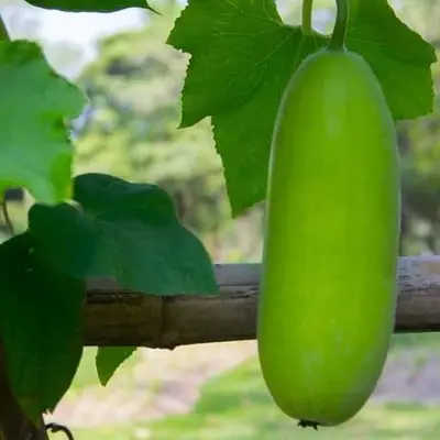 Ash Gourd / চাল কুমড়া