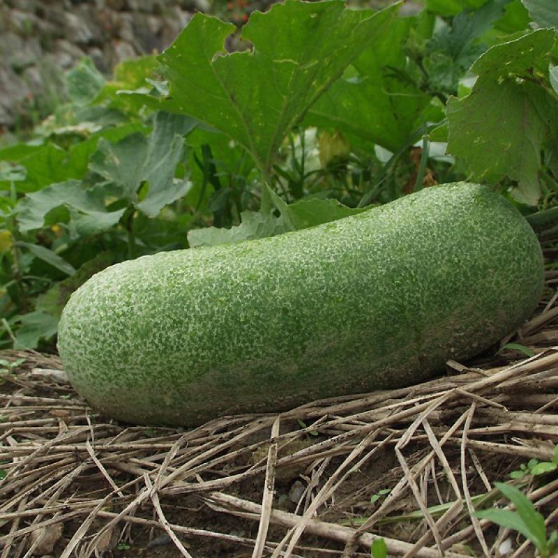 Ash Gourd / চাল কুমড়া