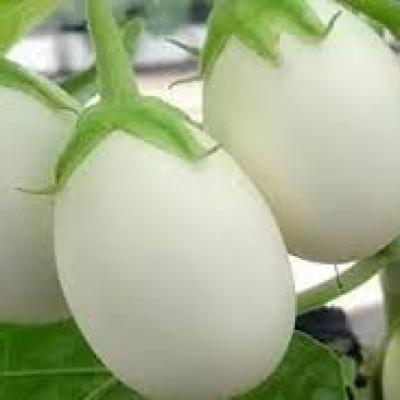 White Round Eggplant (সাদা গোল বেগুন)