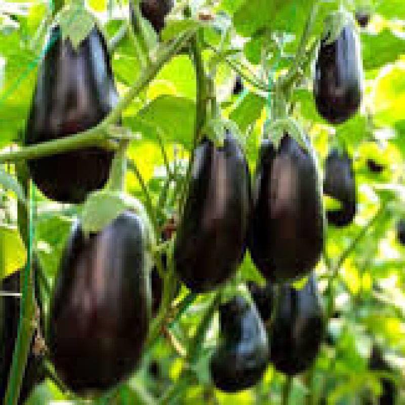 Black Eggplant (কালো বেগুন)