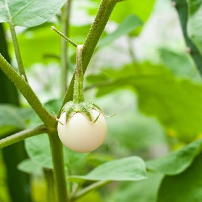 White Round Eggplant (সাদা গোল বেগুন)