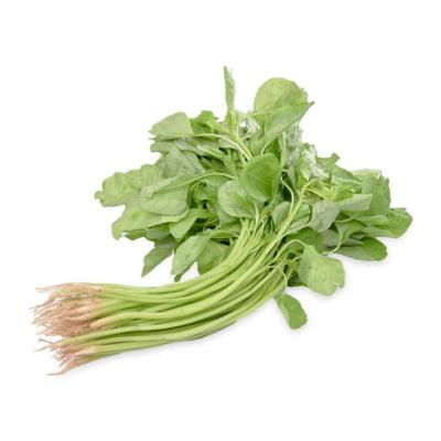 Stem Amaranth (ডাটা শাক)