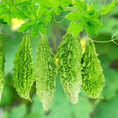 Bitter Gourd (করলা)