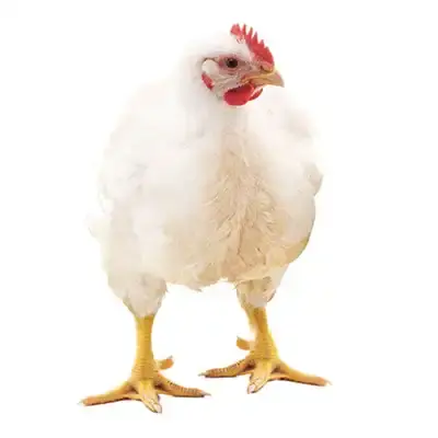 Broiler Chicken (ব্রয়লার মুরগি)