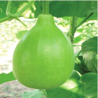 Round Bottle Gourd (সাচি লাউ গোল)