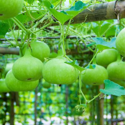 Round Bottle Gourd (সাচি লাউ গোল)
