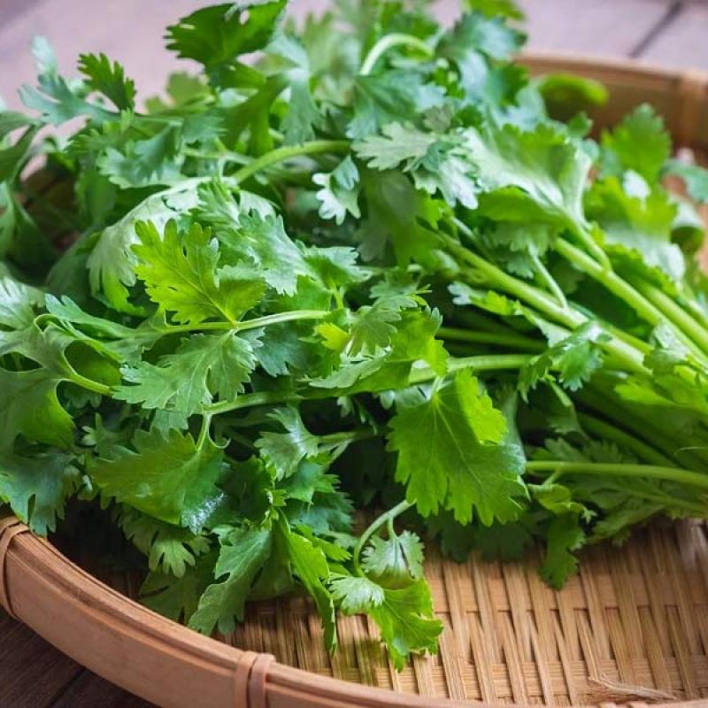Coriander Leaf (ধনিয়া পাতা)