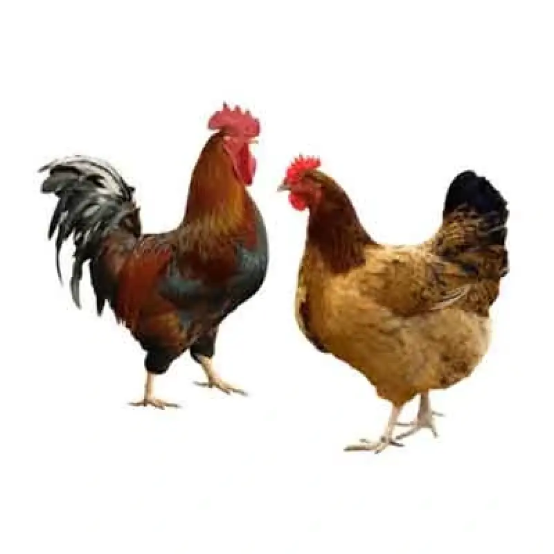 Pakistani Chicken (পাকিস্তানি মুরগি)