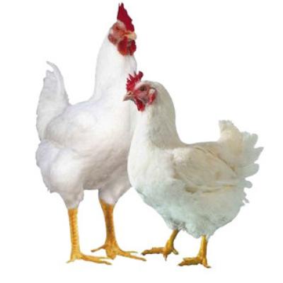 Broiler Chicken (ব্রয়লার মুরগি)