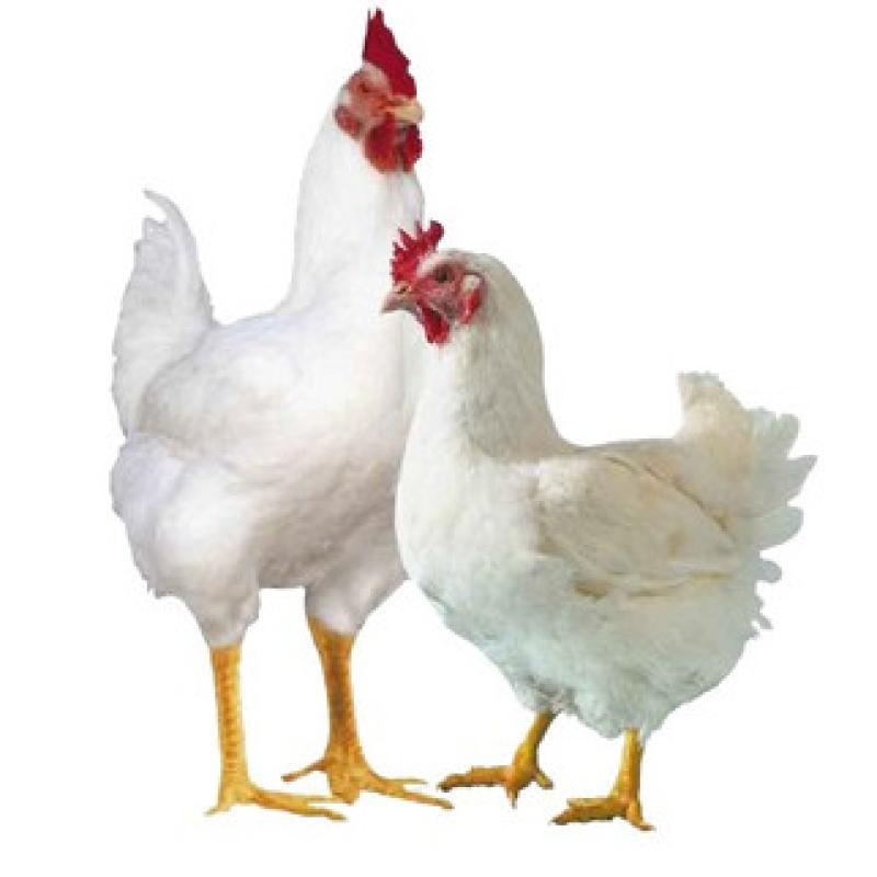Broiler Chicken (ব্রয়লার মুরগি)