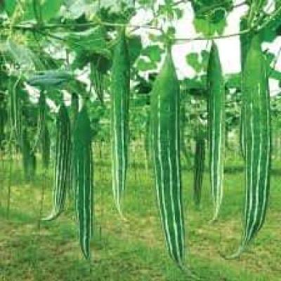 Snake Gourd (চিচিঙ্গা)