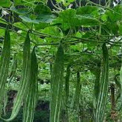 Snake Gourd (চিচিঙ্গা)