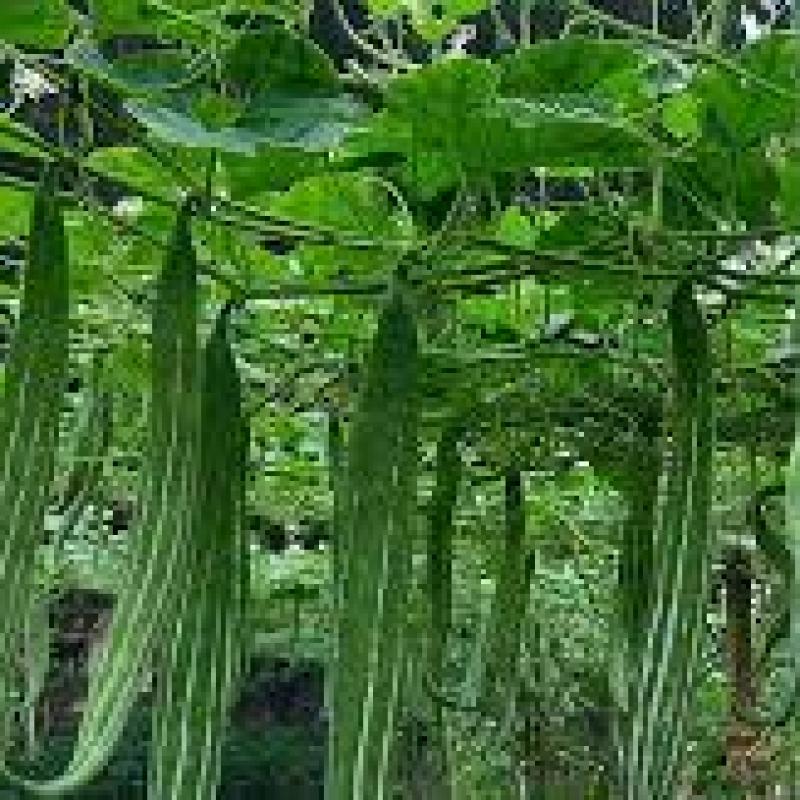 Snake Gourd (চিচিঙ্গা)
