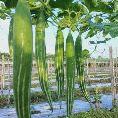 Snake Gourd (চিচিঙ্গা)