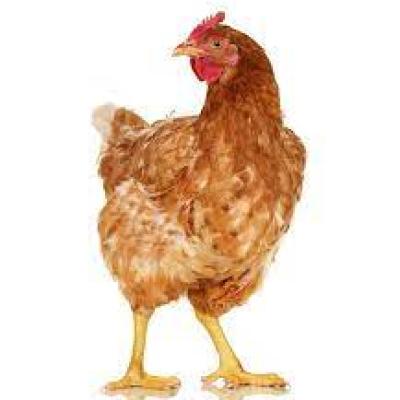 Layer Chicken (লেয়ার মুরগি)