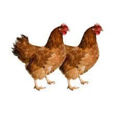 Layer Chicken (লেয়ার মুরগি)