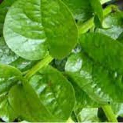 Malabar Spinach (পুঁই শাক)