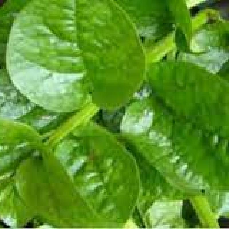 Malabar Spinach (পুঁই শাক)