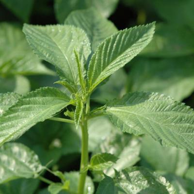 Jute Leaf (পাট শাক)