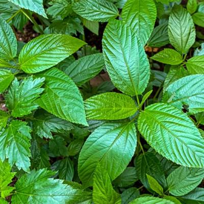 Jute Leaf (পাট শাক)