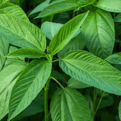 Jute Leaf (পাট শাক)