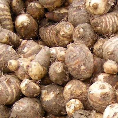 Taro Root (কচুর বয়)