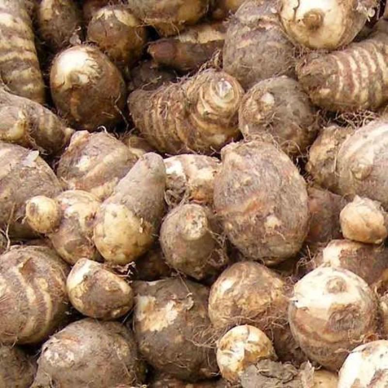 Taro Root (কচুর বয়)