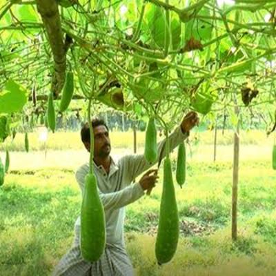 Green Banana Flower (কদর)