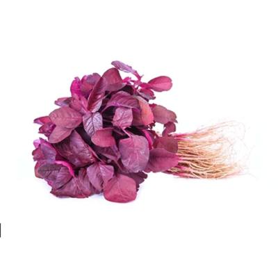 Red Spinach (লাল শাক)