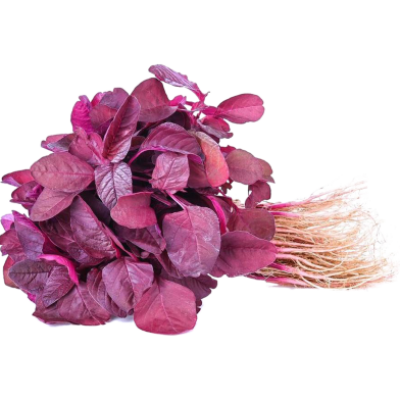 Red Spinach (লাল শাক)