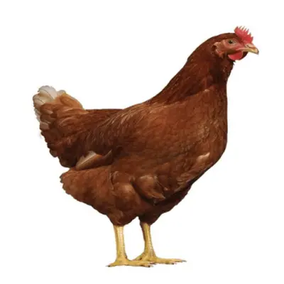 Layer Chicken (লেয়ার মুরগি)