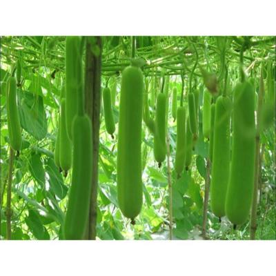 Long Bottle Gourd (সাচি লাউ লম্বা)