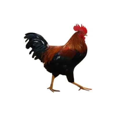 Pakistani Chicken (পাকিস্তানি মুরগি)
