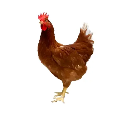 Pakistani Chicken (পাকিস্তানি মুরগি)