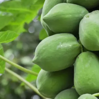 Raw Papaya (পেঁপে)