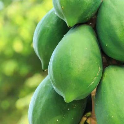 Raw Papaya (পেঁপে)