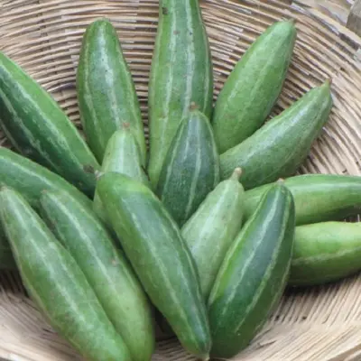 Pointed Gourd (পটল)