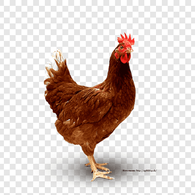 Pakistani Chicken (পাকিস্তানি মুরগি)