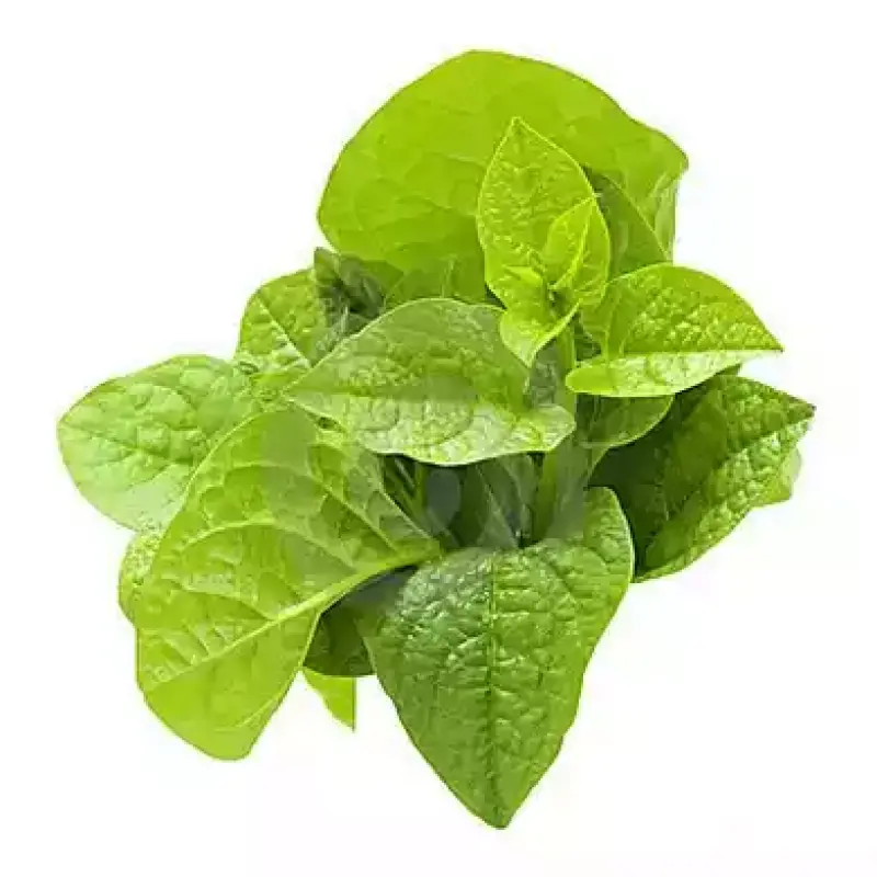 Malabar Spinach (পুঁই শাক)