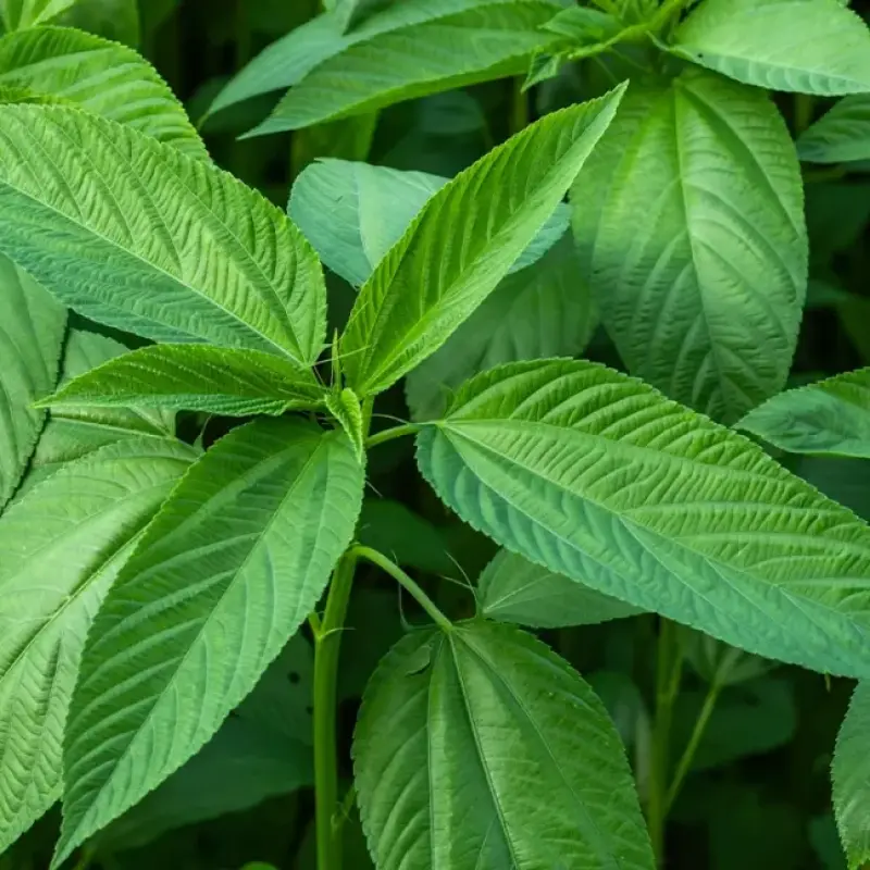 Jute Leaf (পাট শাক)