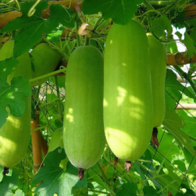 Ash Gourd / চাল কুমড়া